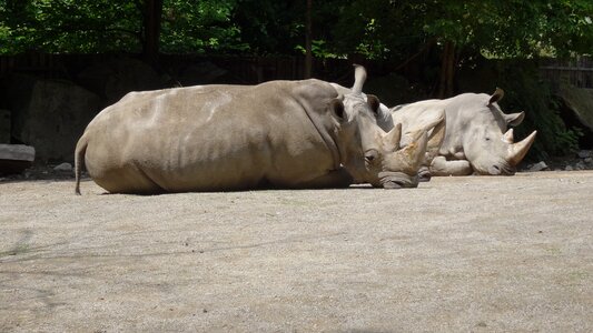 Animal world horn rhino photo