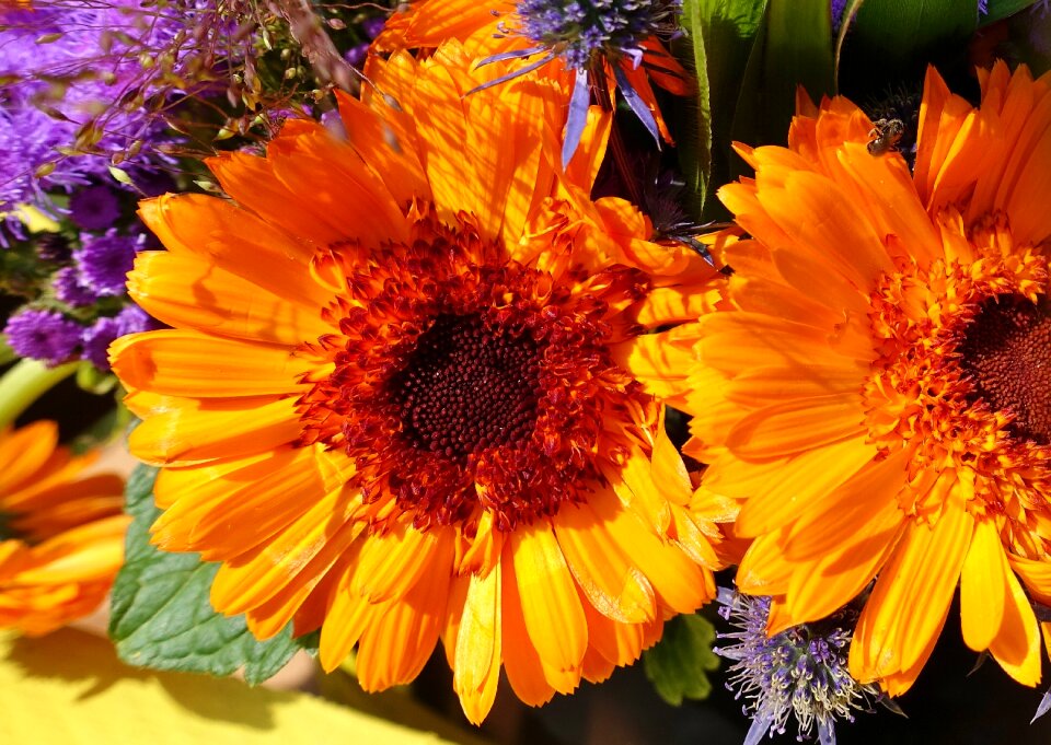 Color garden summer