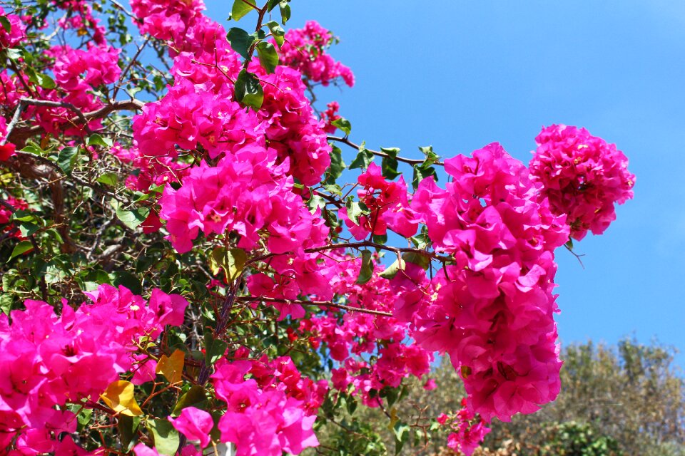 Exotic flora summer