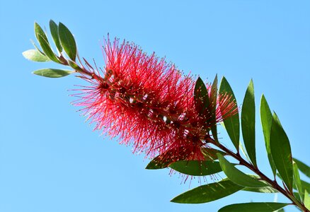 Flower plant red