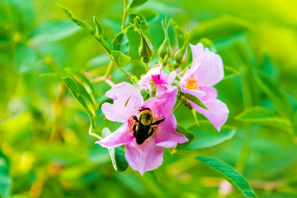 Insect bee nature