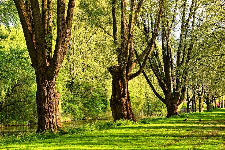 Old tree majestic tree grass