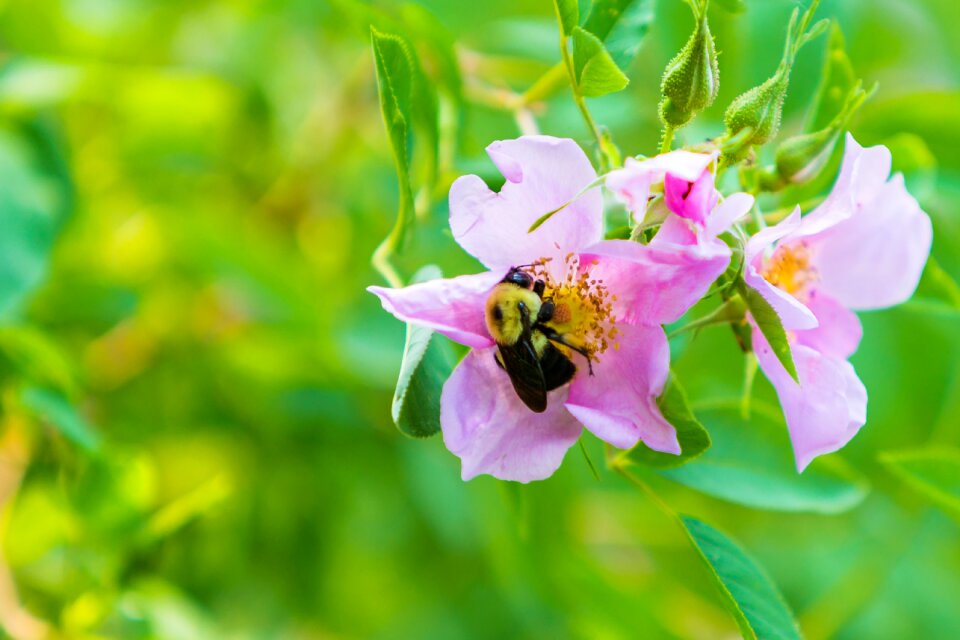 Nature insect bee
