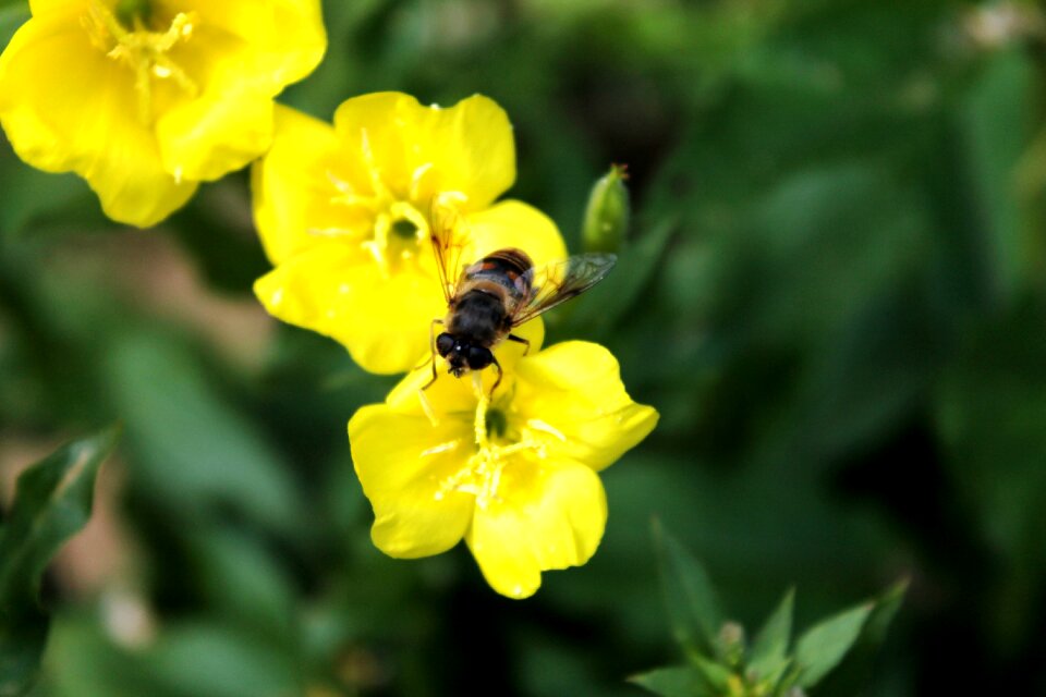 Spring nature bug
