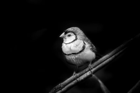 Portrait animal outdoors