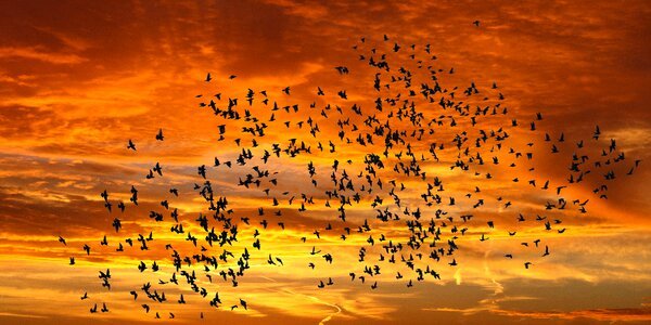 Bird flight sunset flock of birds photo