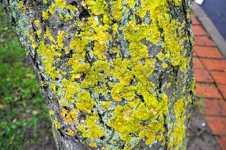 Tree leaf growth