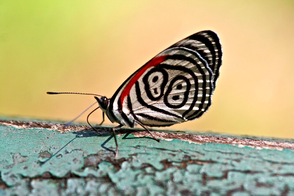 Nature insect wing