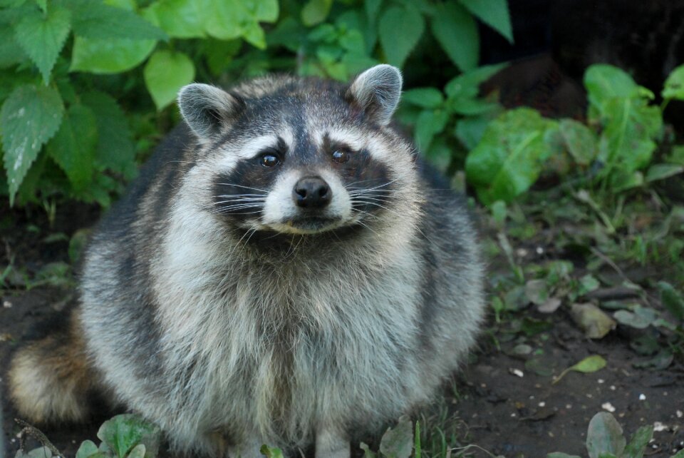 Cute animal world bear