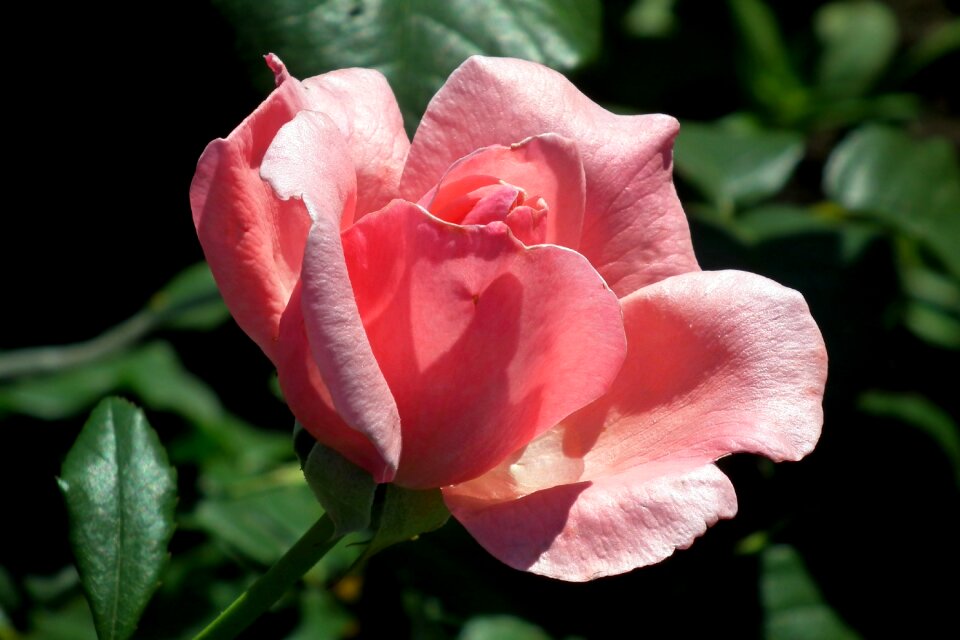 Garden beauty love