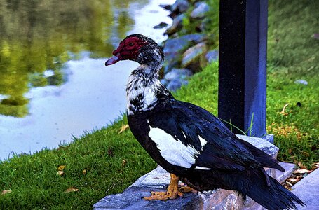 Pond waterbird red photo