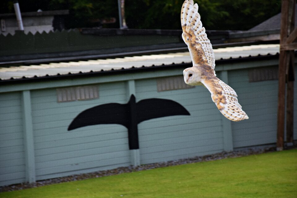 Nature bird of prey animal