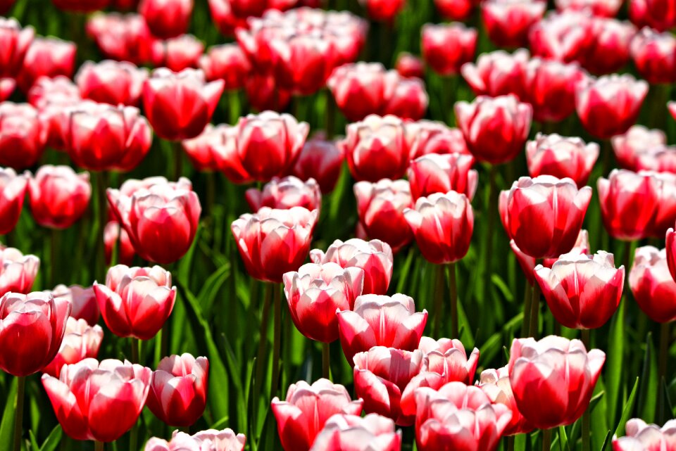 Bulbous blossom spring bloom