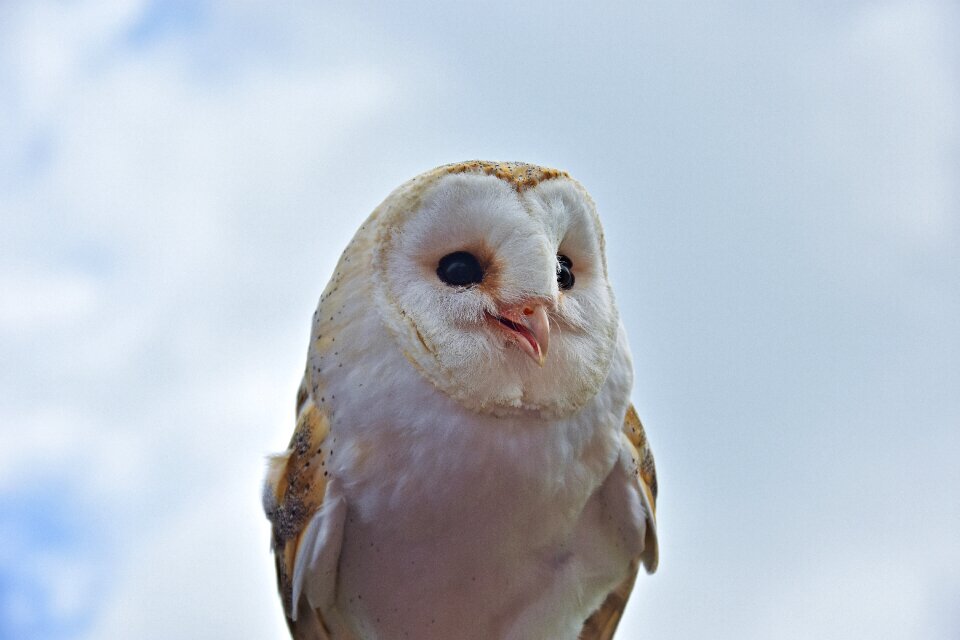 Nature bird of prey plumage
