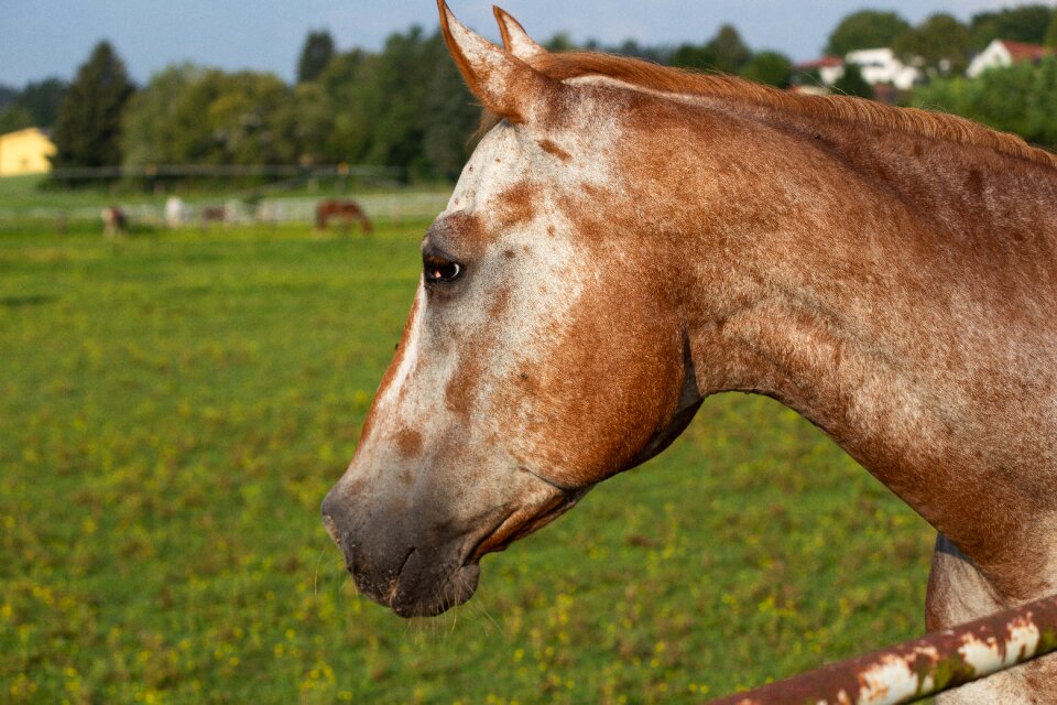 Animal mane stallion