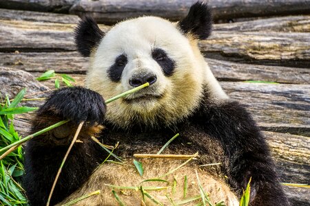 Zoo bamboo nature photo