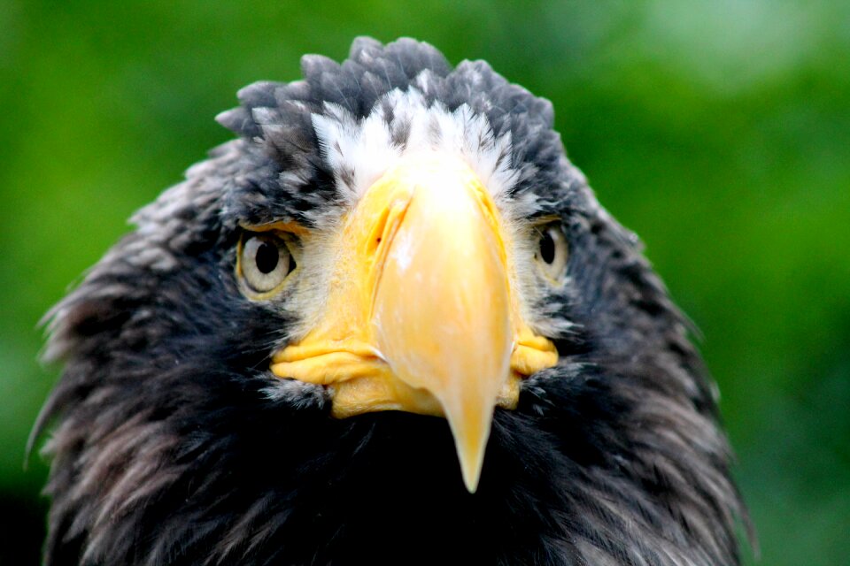Bird of prey animals nature