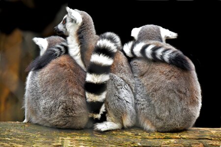 Mammals nature stripes
