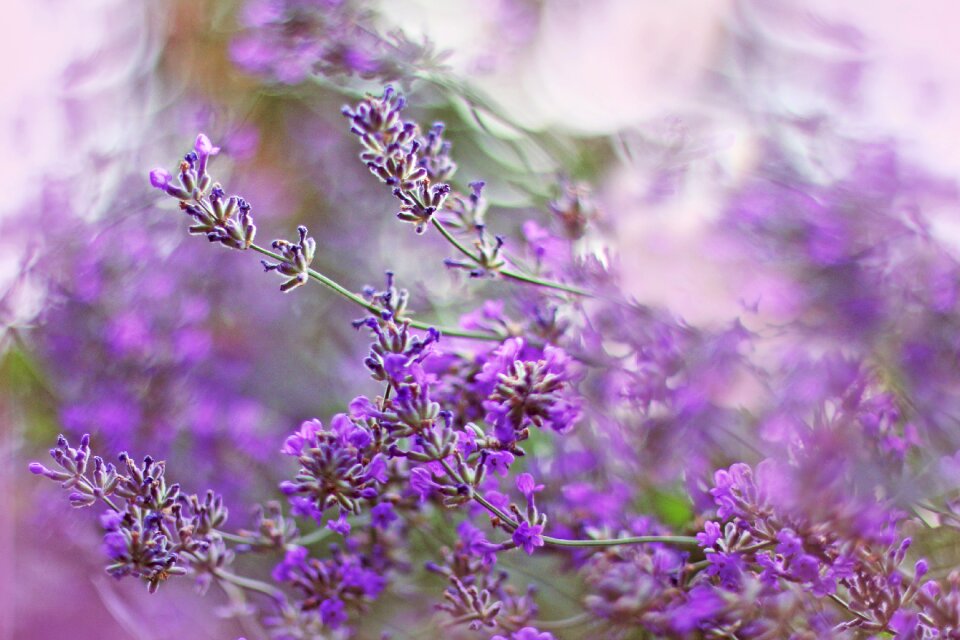 Flowers nature summer