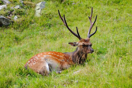 Deer animals fauna photo