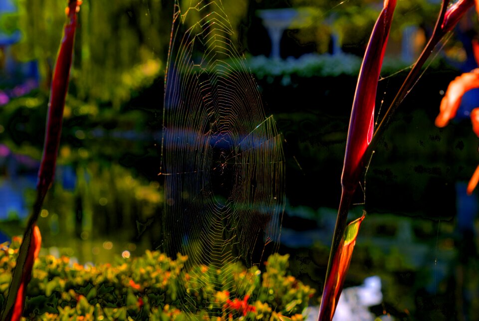 Pattern trap insect