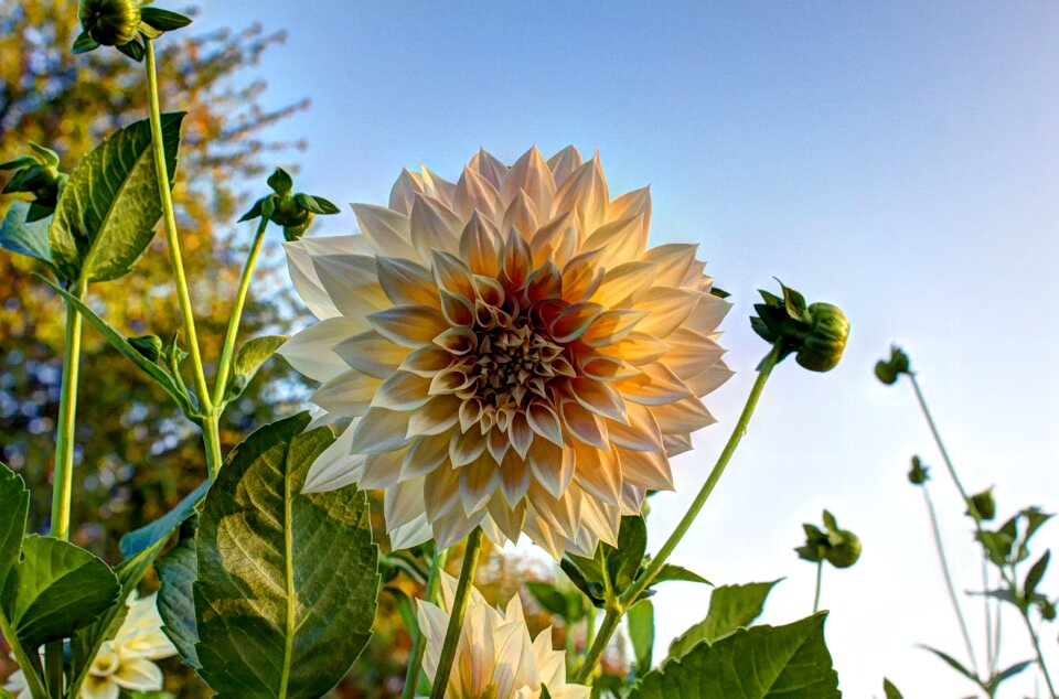 Bloom background october