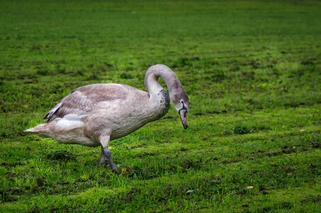 Bird goes meadow