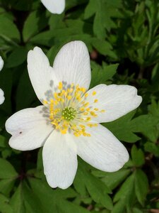 Nature bloom petals