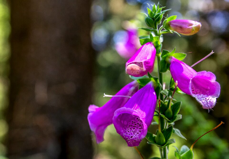 Forest summer blossom