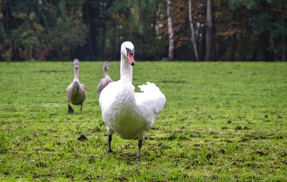 Swan young gray bird