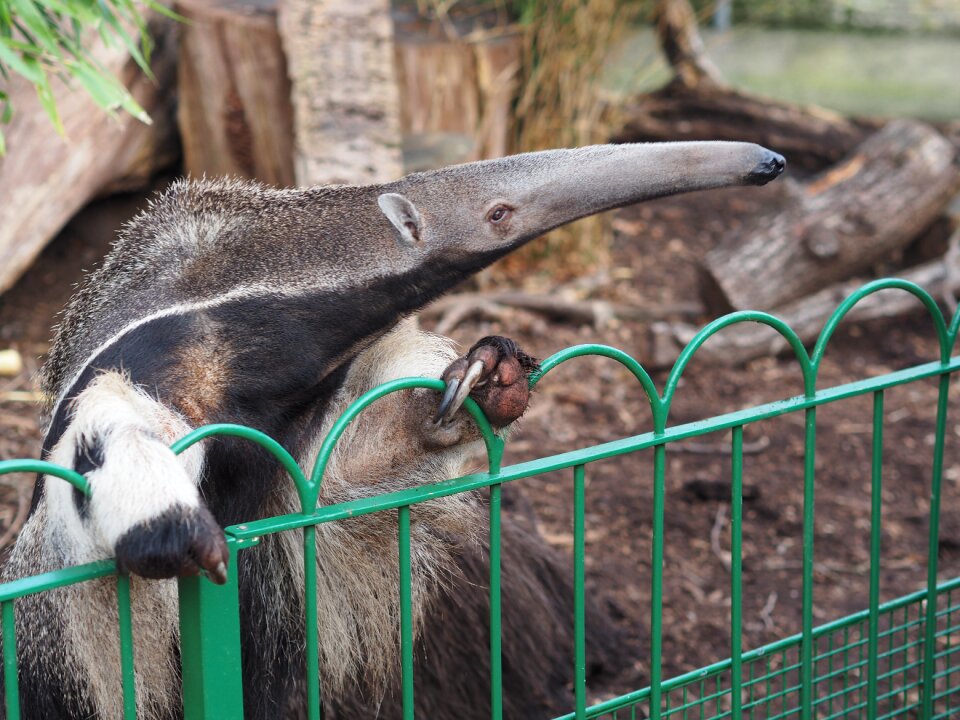 Safari park creature animal