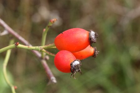 Red branch fruit photo