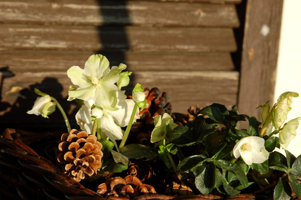 Flowers hellebore white flowers