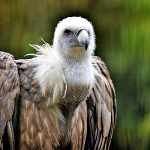 Scavenger plumage vulture