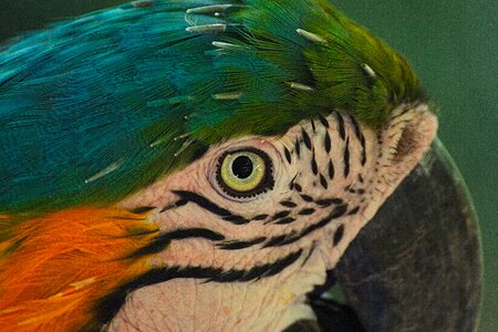 Head birds of