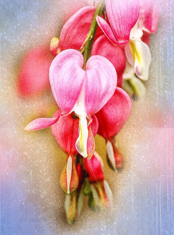 Heart shaped flowers floral plant