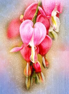 Heart shaped flowers floral plant