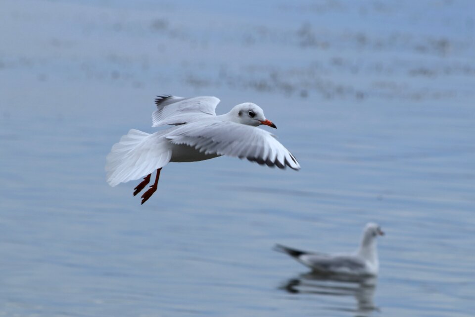 Flight lake white