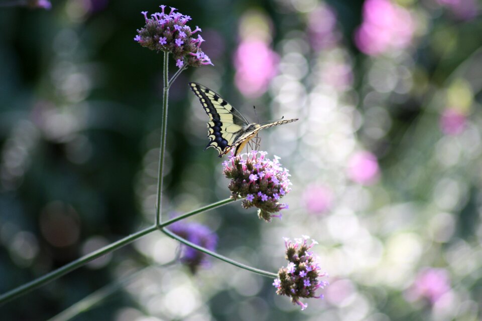 Nature butterfly flowers