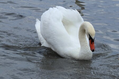 Bird lake pond photo