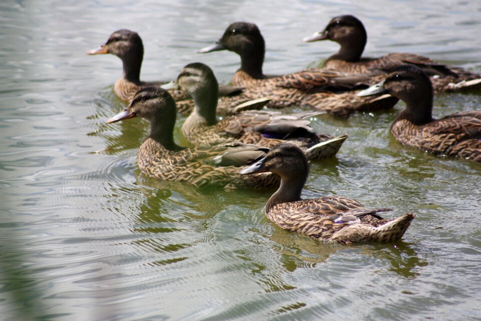 Nature ducks pond