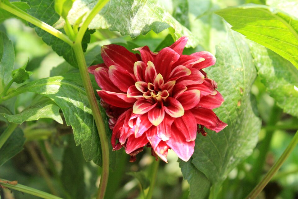 Flowers dahlia red