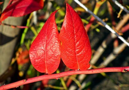 Autumn nature leaves