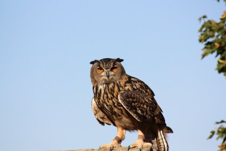 Raptor bird owl photo