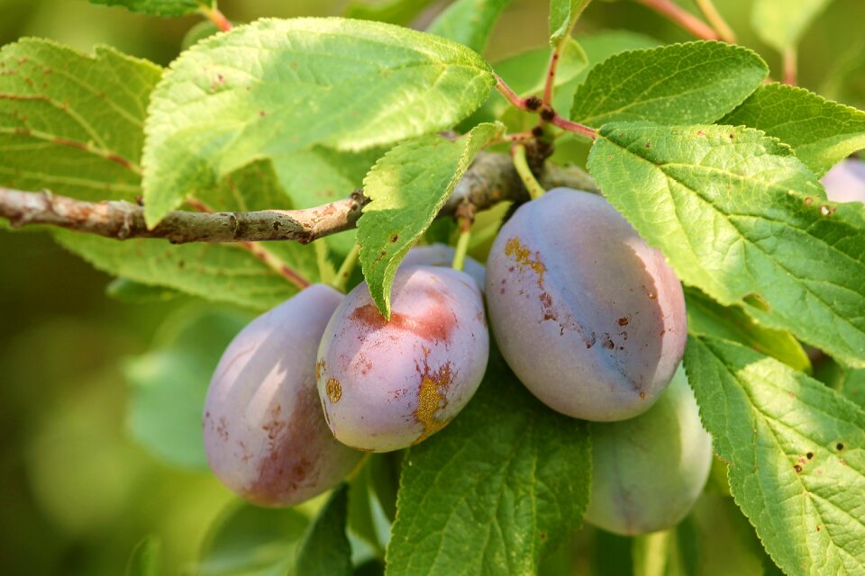 Fruits branch violet