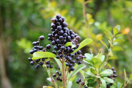 Raisin black forest