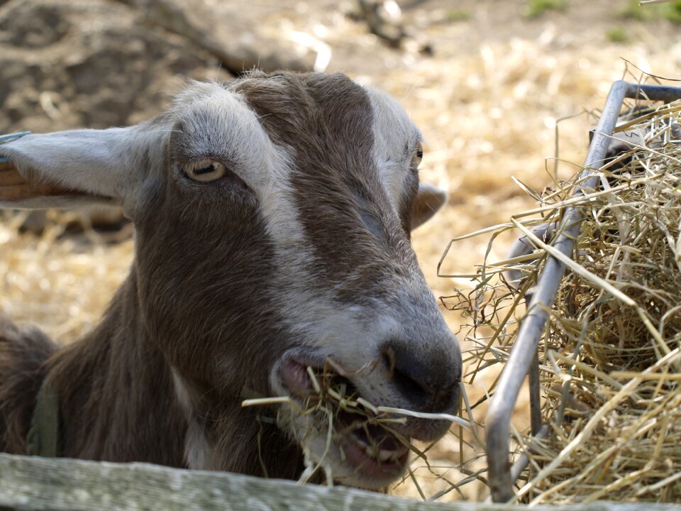 Head livestock farm