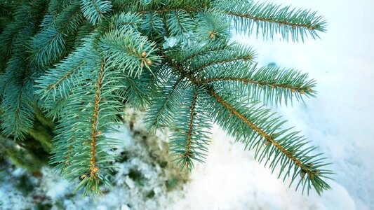 Green winter trunk photo
