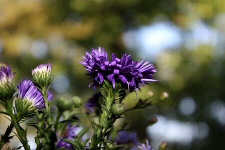 Thistle summer zoom