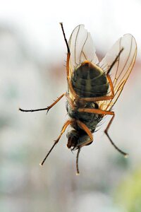 Flying macro animal world